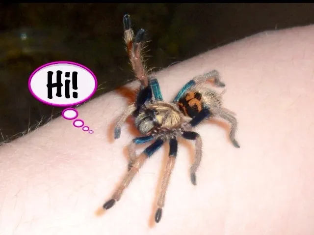 16304 blue tarantula sling molting