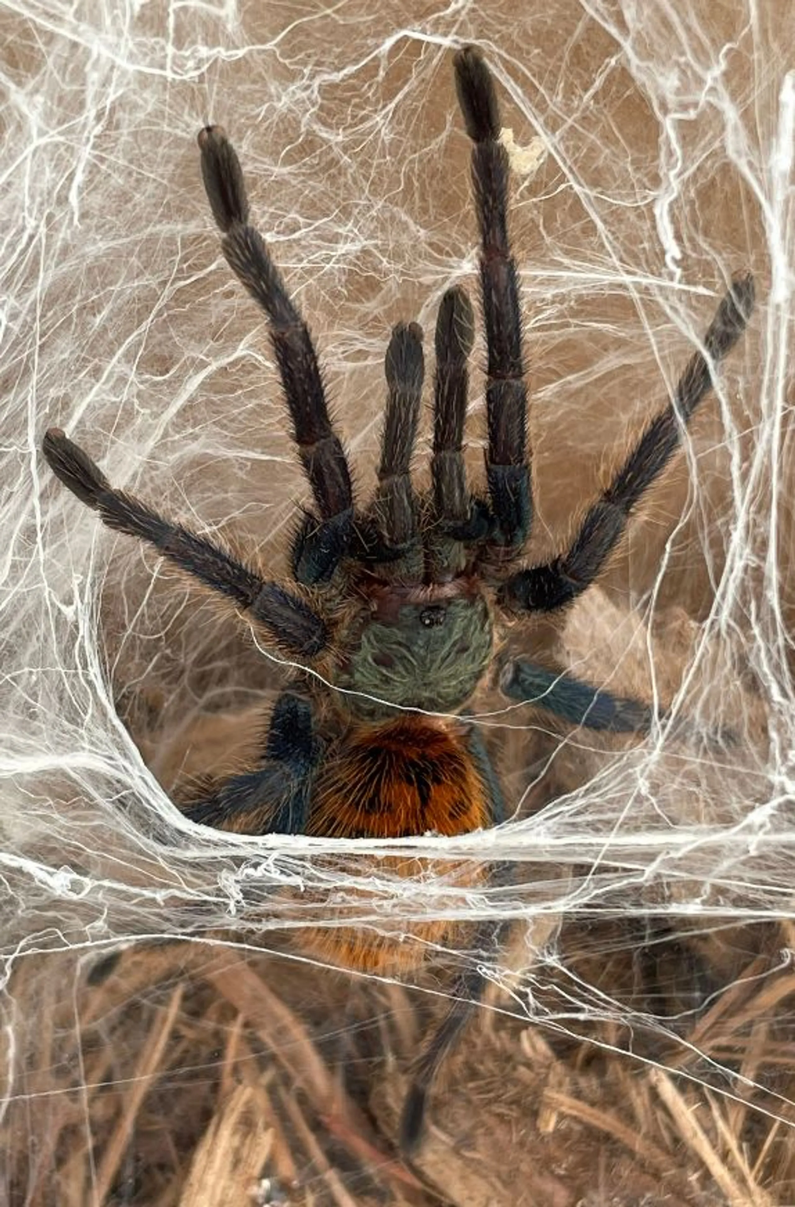 16304 blue tarantula sling substrate