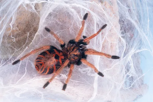 16304 blue tarantula sling water dish