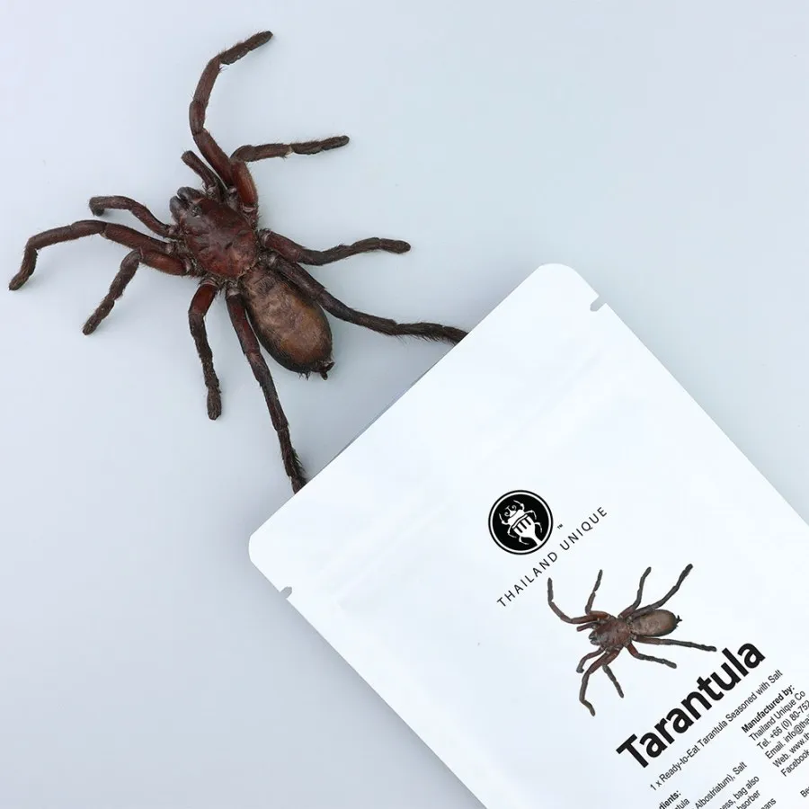 16305 tarantula spiderling feeding