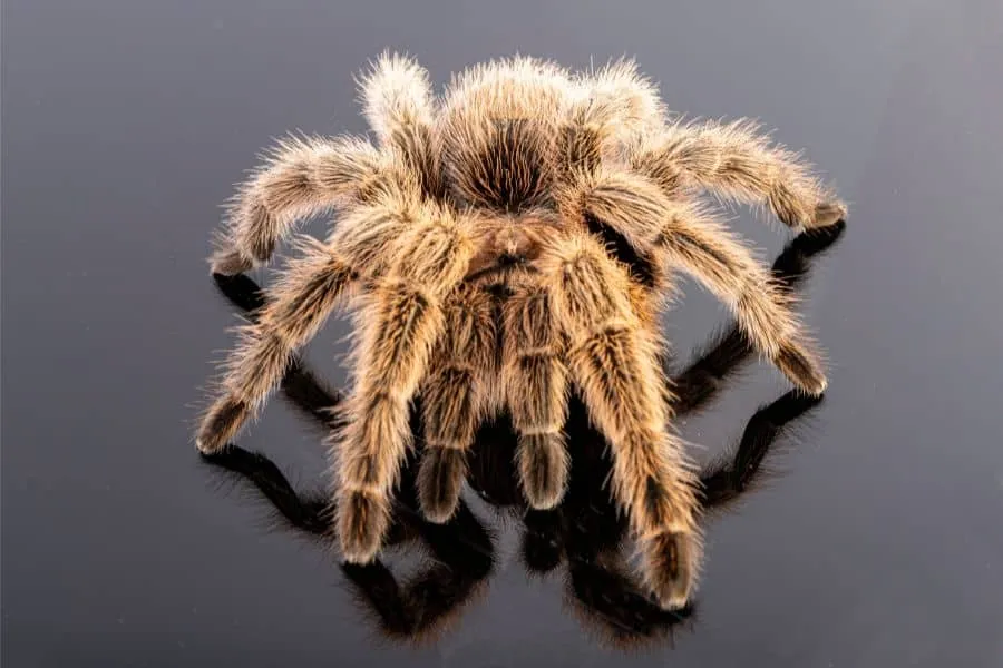 /img/16306-tarantula-german-diet.webp
