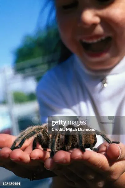 16307 tarantula habitat
