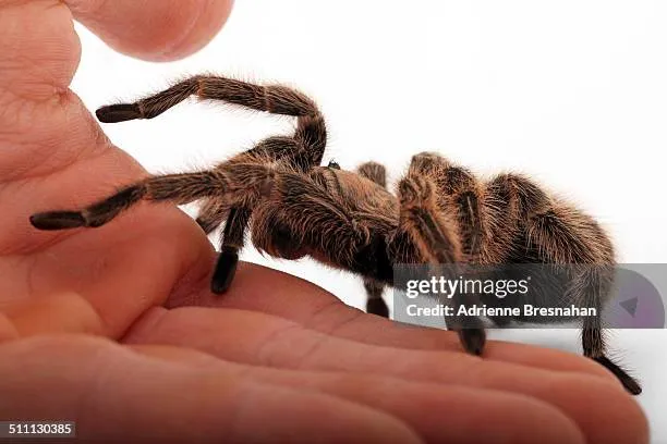 16307 tarantula handling tips