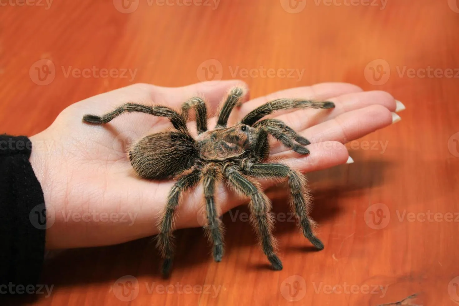 16307 tarantula species variety