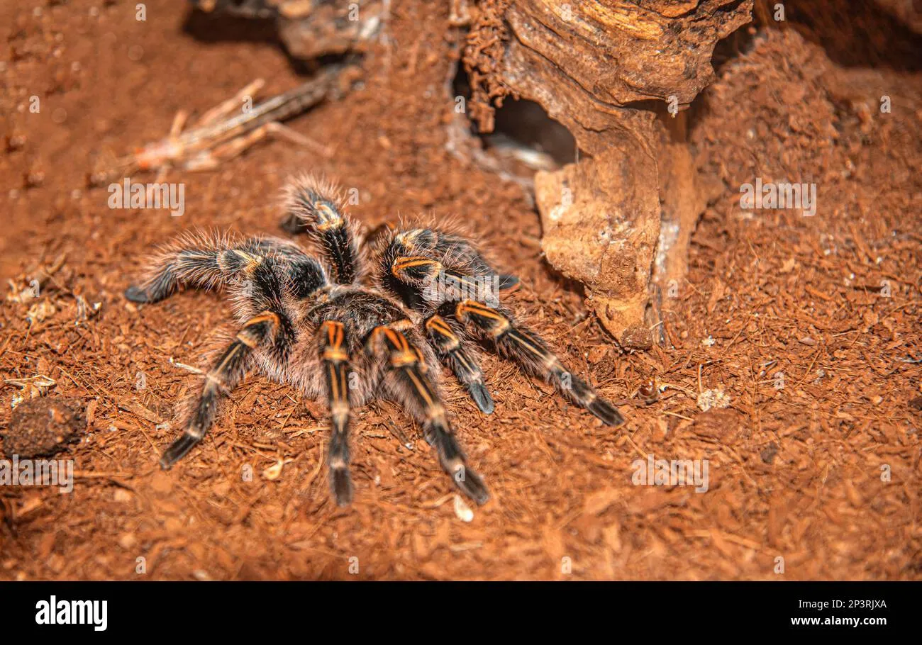 16308 tarantula venom
