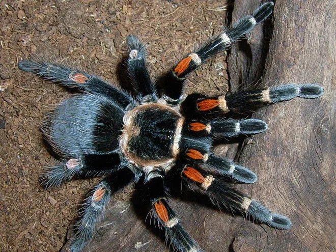 16309 enclosure 1 image