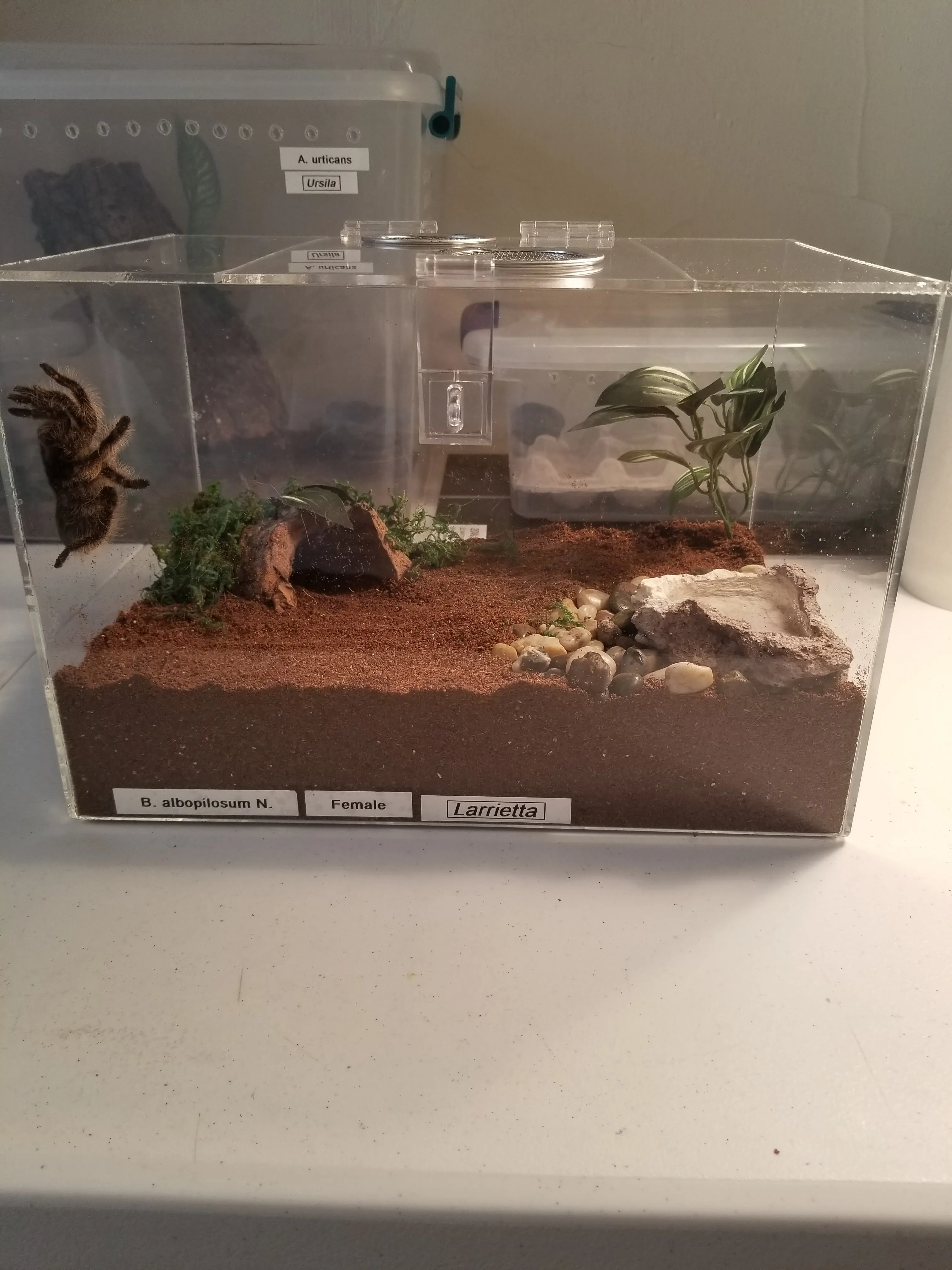 16309 tarantula enclosure overview