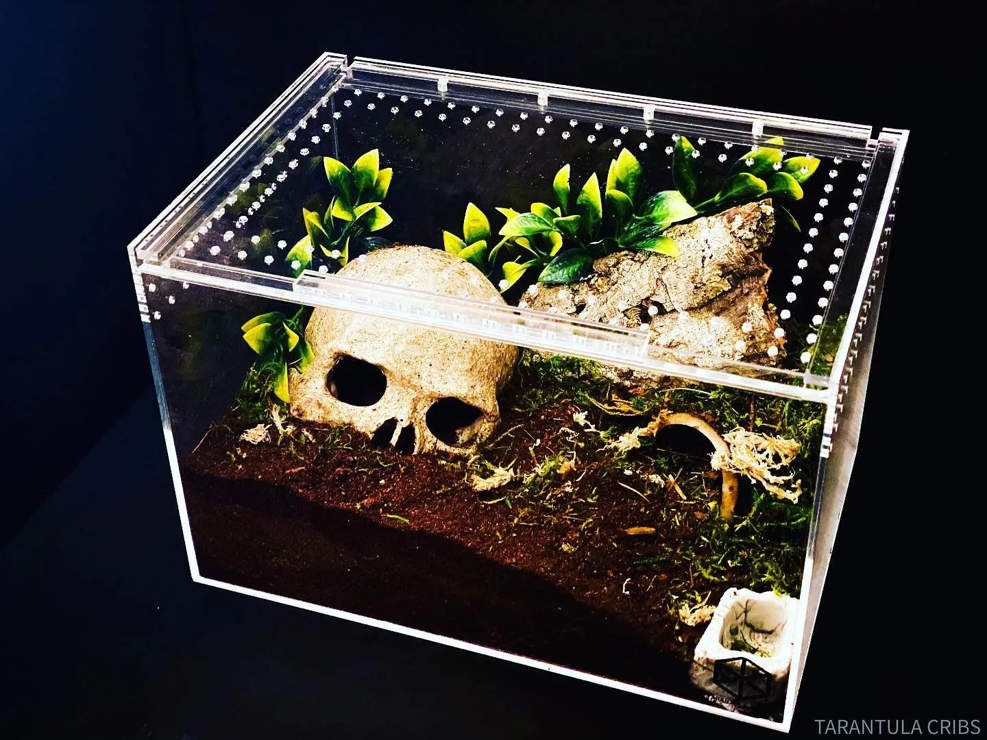 16309 tarantula substrate