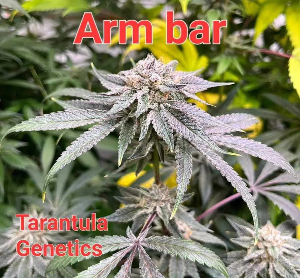 16310 michigan tarantula