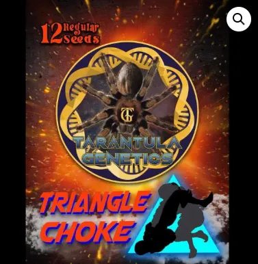 16310 tarantula research