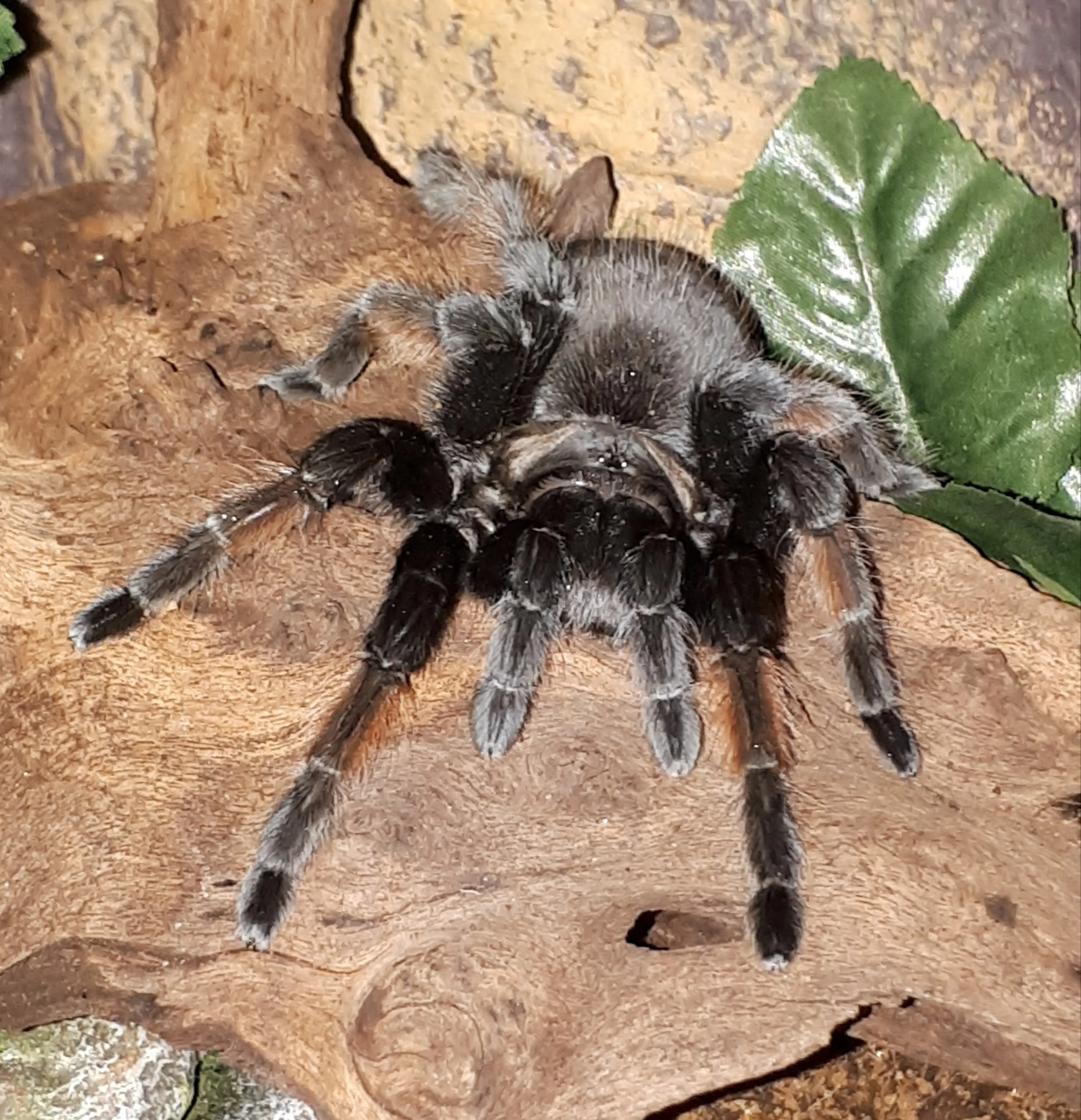 16311 tarantula emilia substrate