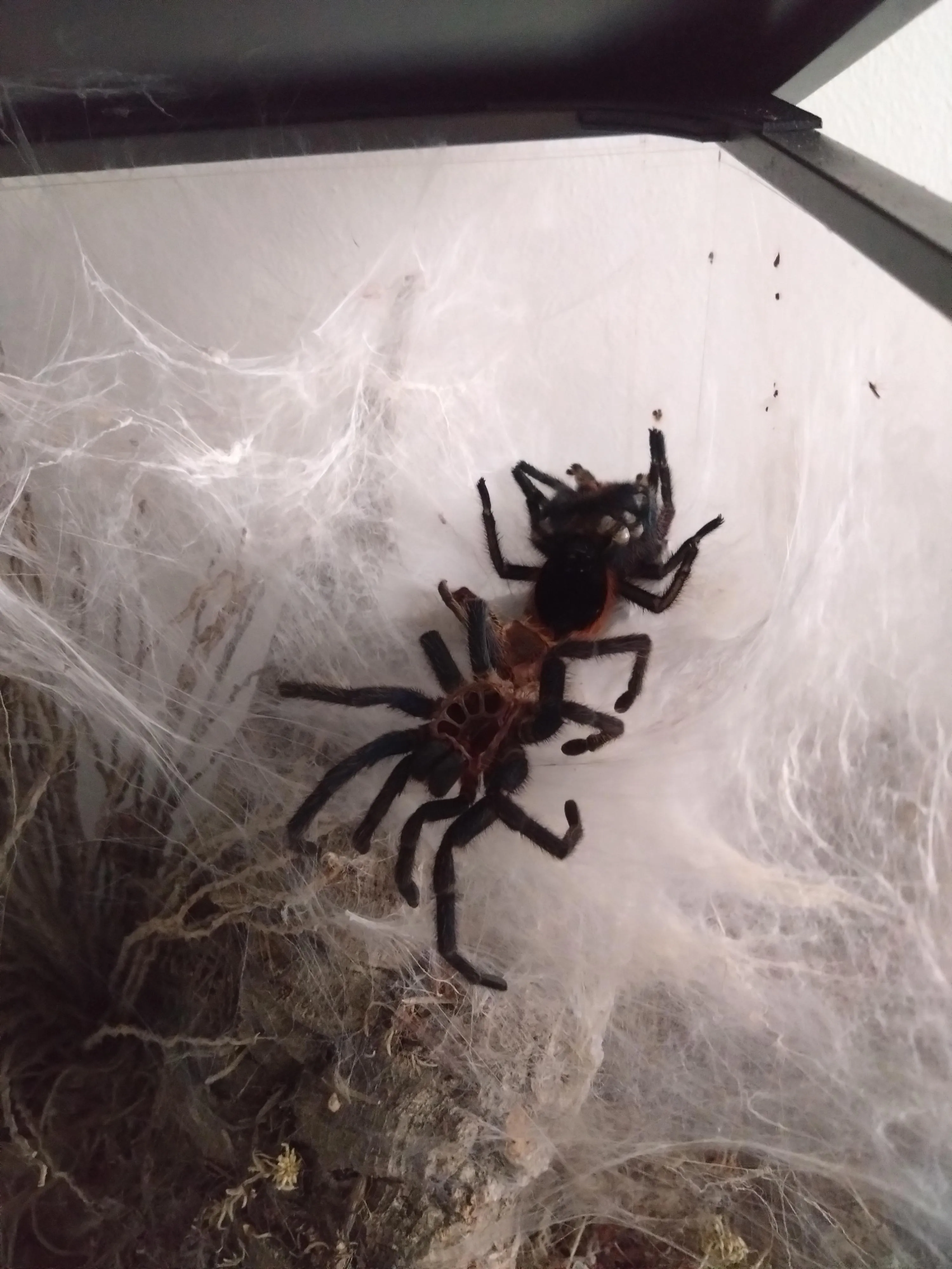 /img/16312-dying-tarantula.webp