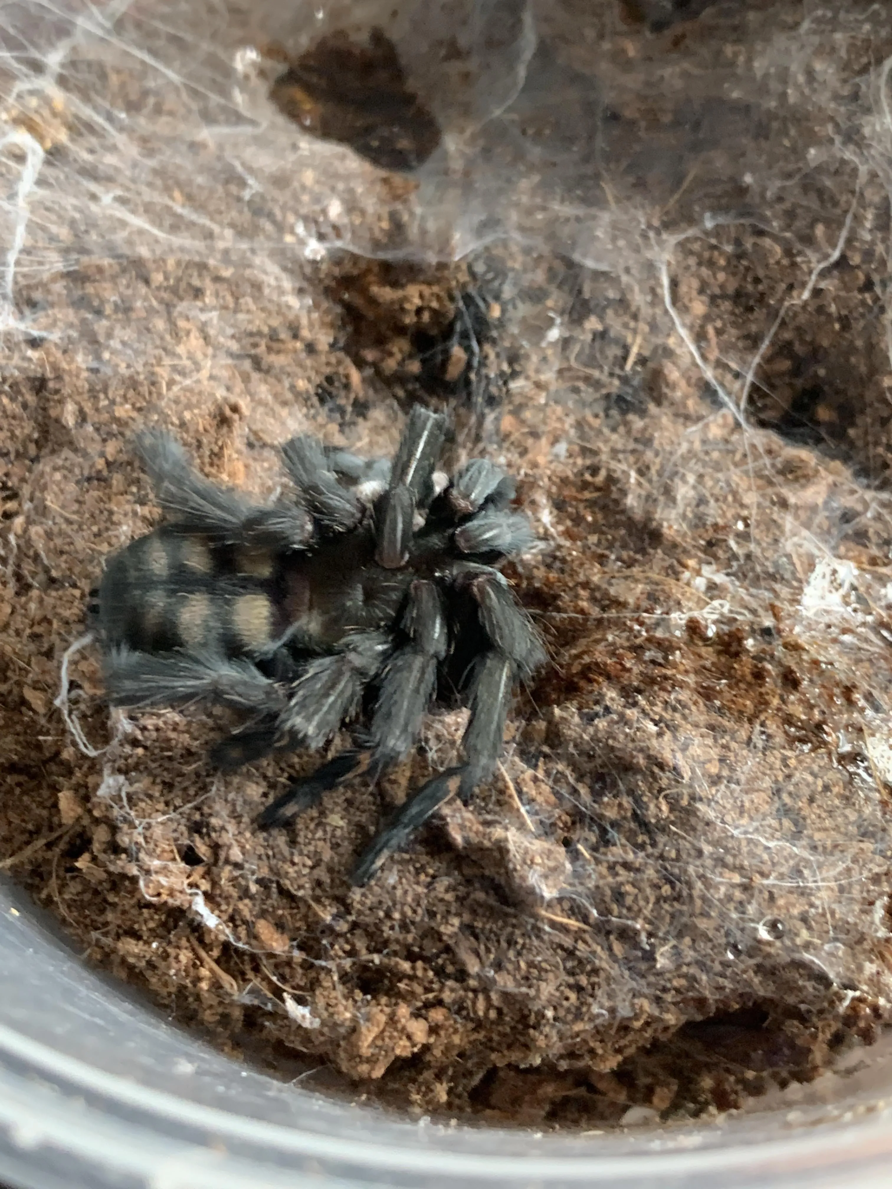 16312 tarantula death curl