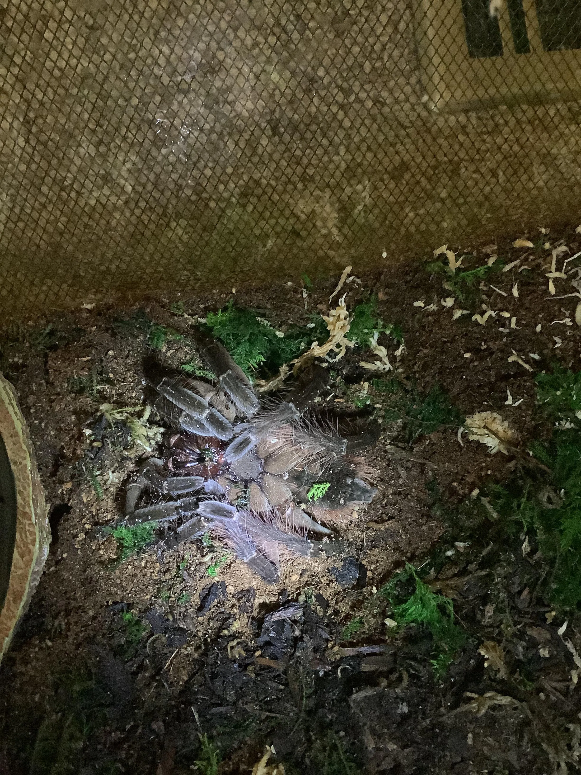 16312 tarantula molting process