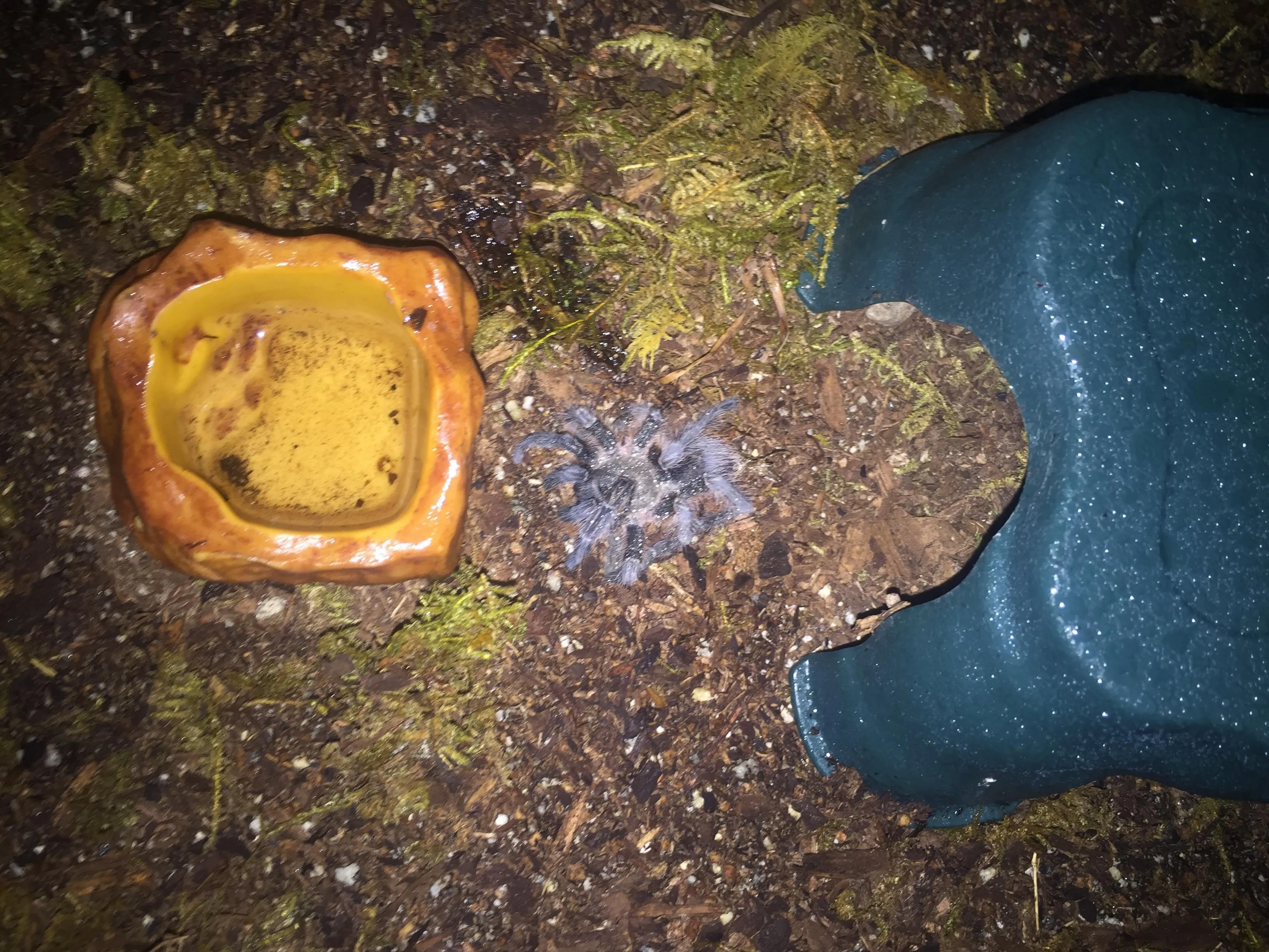 16312 tarantula nutrition