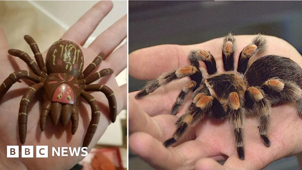 16315 tarantula feeding