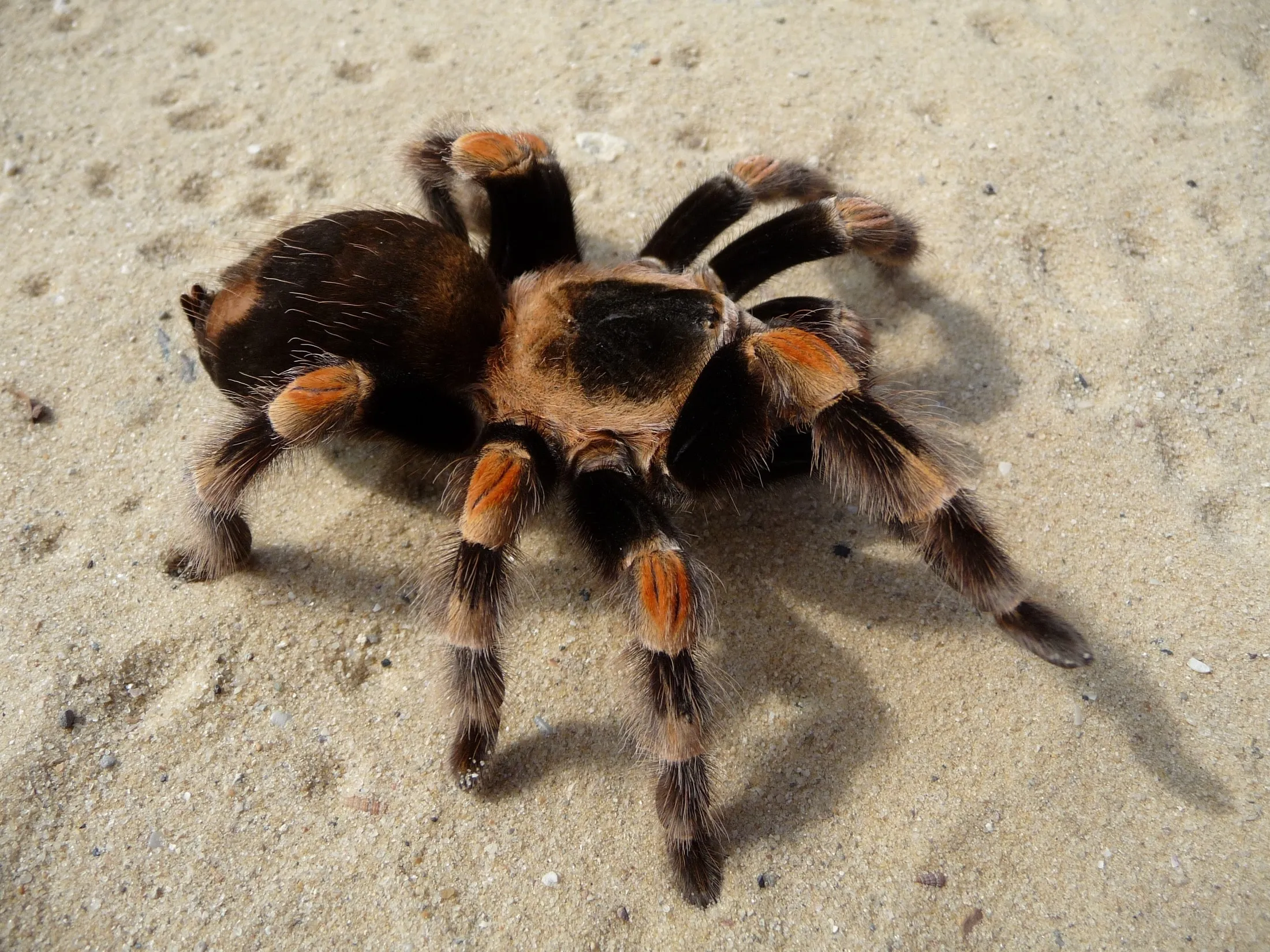 /img/16315-tarantula-shedding.webp
