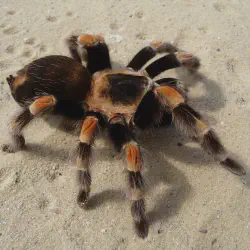 /img/16315-tarantula-shedding.webp