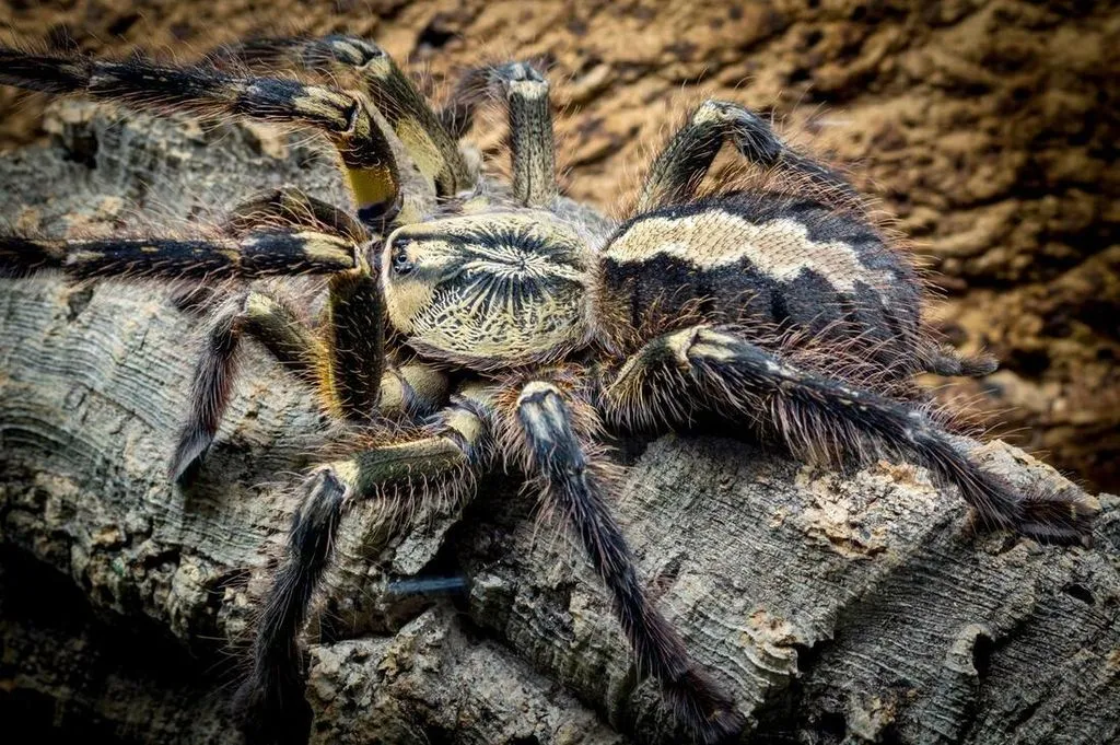/img/16316-ornate-tarantula-breeding.webp