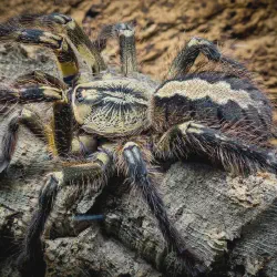 /img/16316-ornate-tarantula-breeding.webp