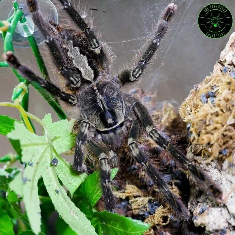 16316 ornate tarantula defense