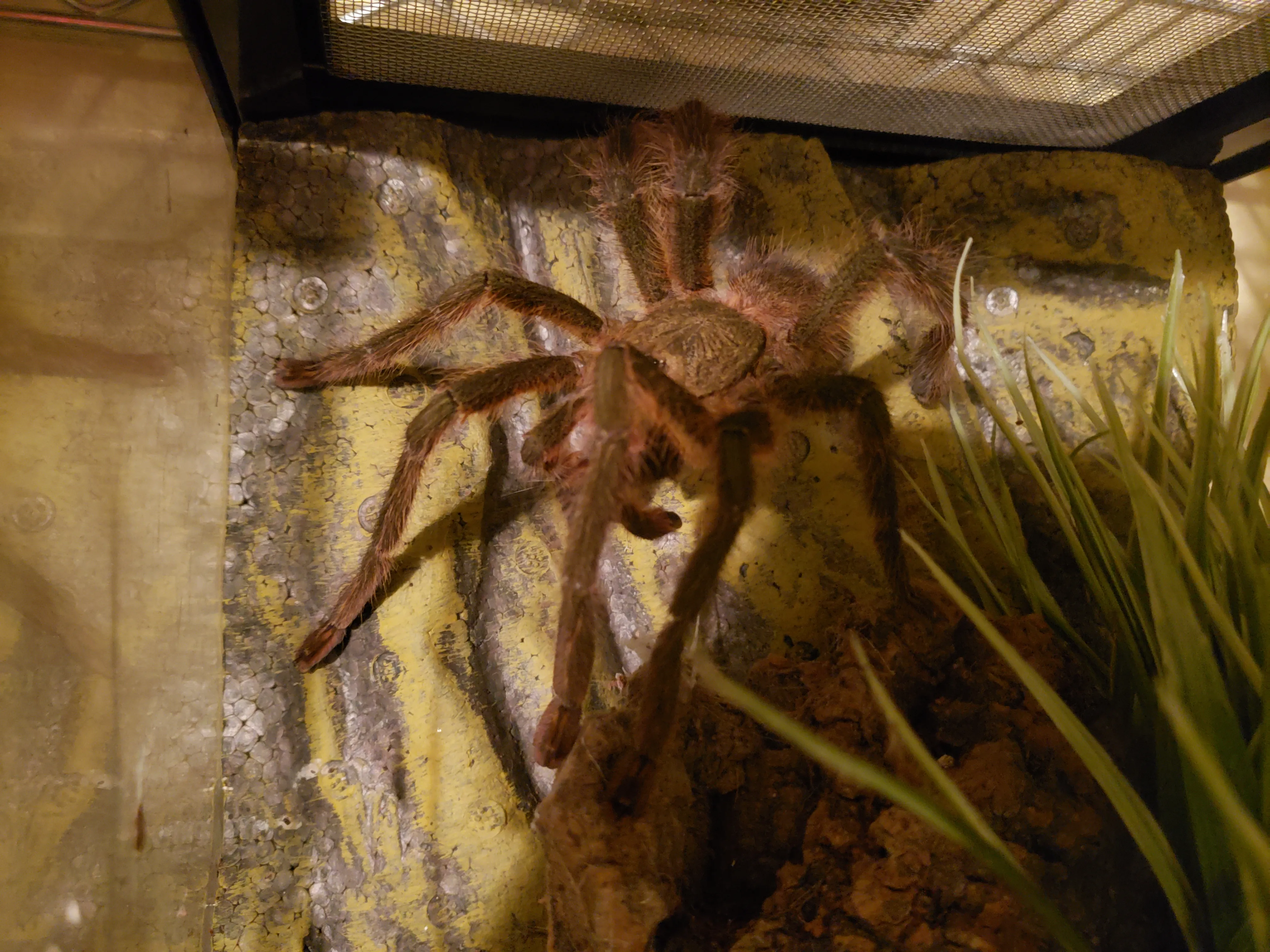 16316 ornate tarantula habitat