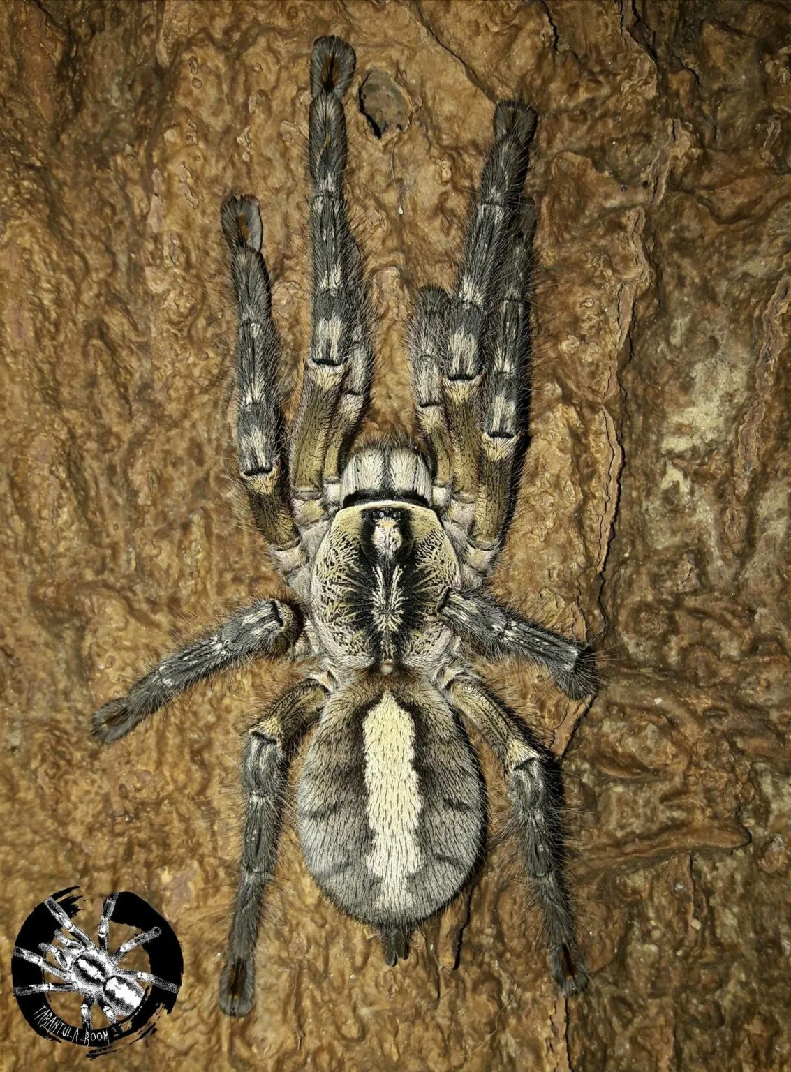 16316 ornate tarantula hunting