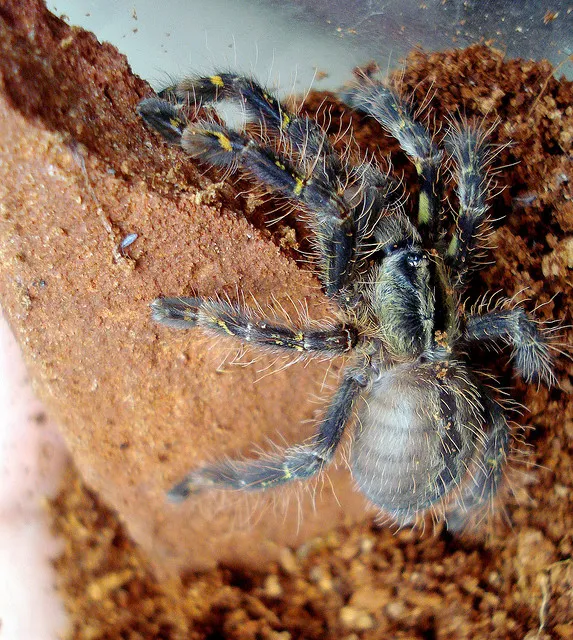 16316 ornate tarantula molting