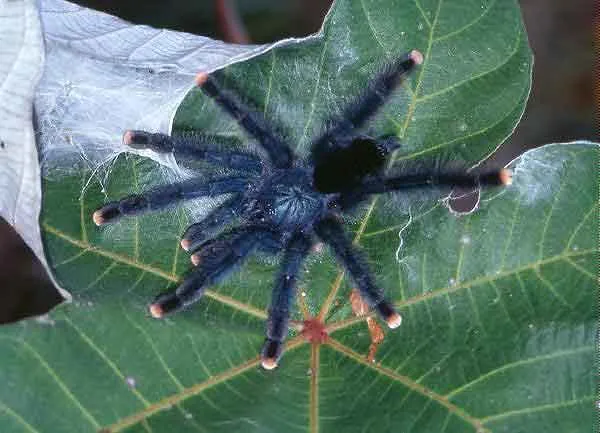 16318 p metallica enclosure