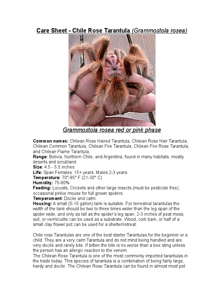 16318 p metallica handling