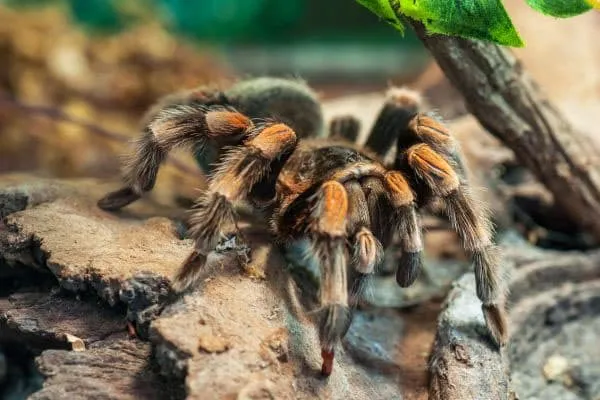 16319 color cafe psicologia