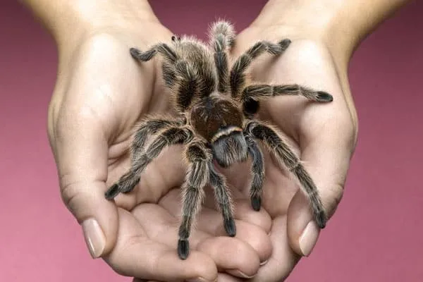 /img/16319-interpretando-sueño-tarantula.webp
