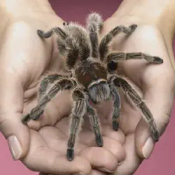 /img/16319-interpretando-sueño-tarantula.webp