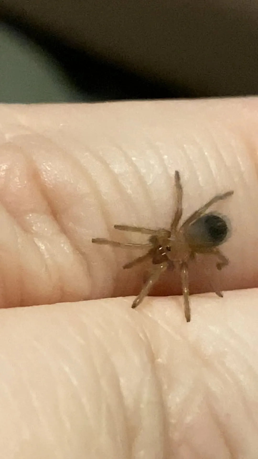 16320 mbmbam tarantula story