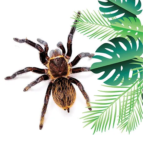 16322 chilean rose tarantula coloration