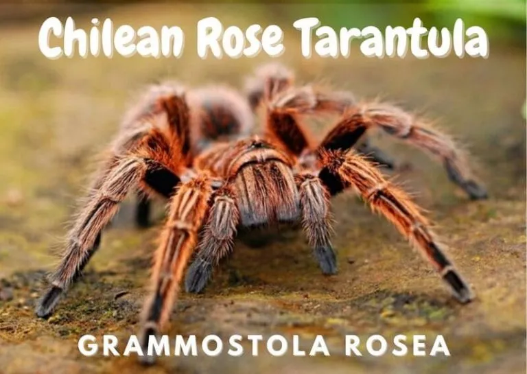 16322 chilean rose tarantula feeding