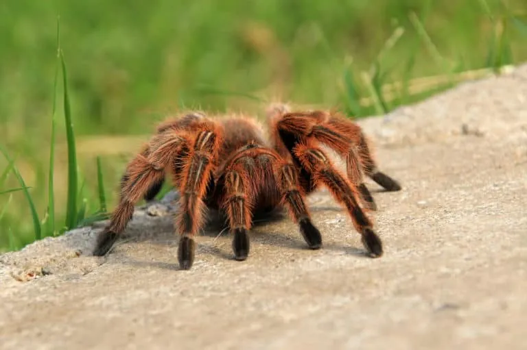 /img/16322-chilean-rose-tarantula-health.webp