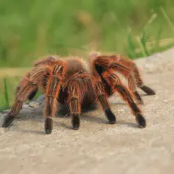 /img/16322-chilean-rose-tarantula-health.webp