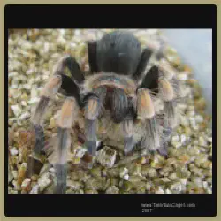 /img/16324-tarantula-health.webp