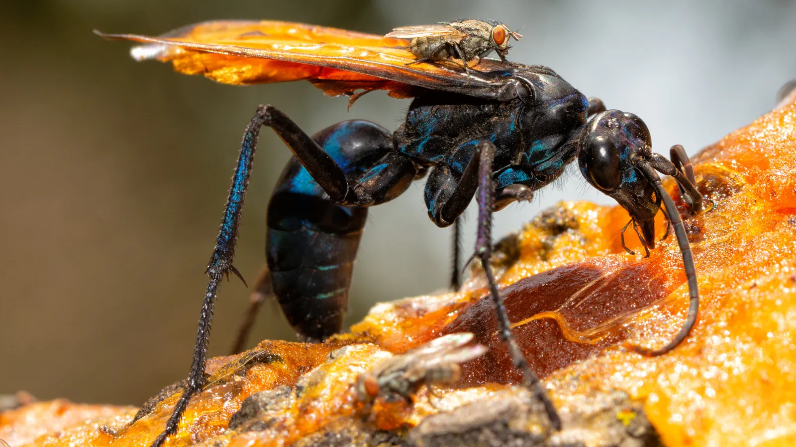 16325 tarantula hawk first aid