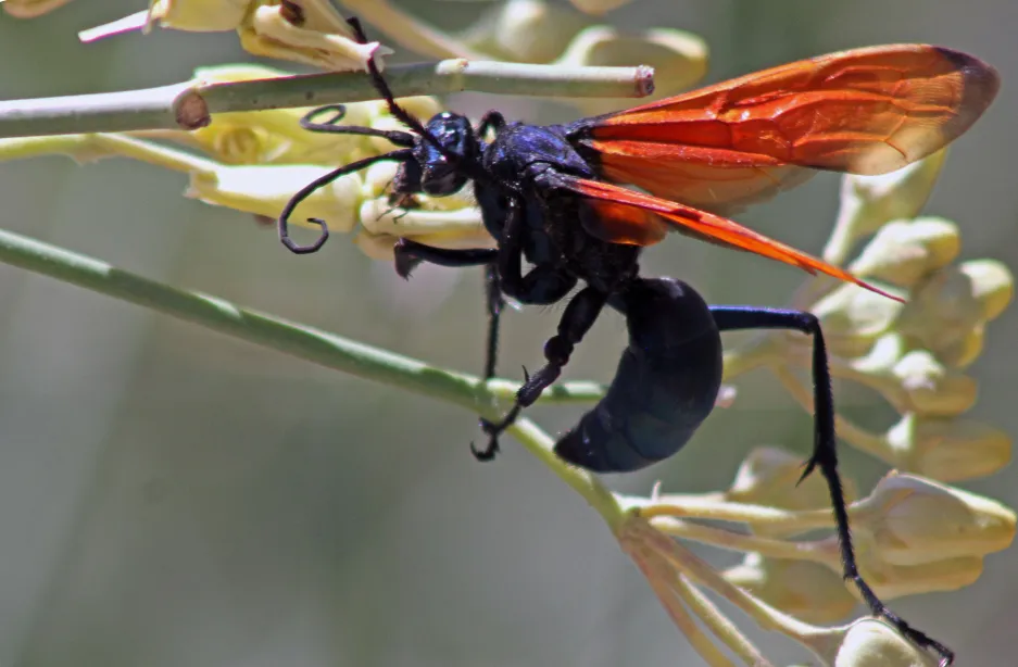16325 tarantula hawk pain