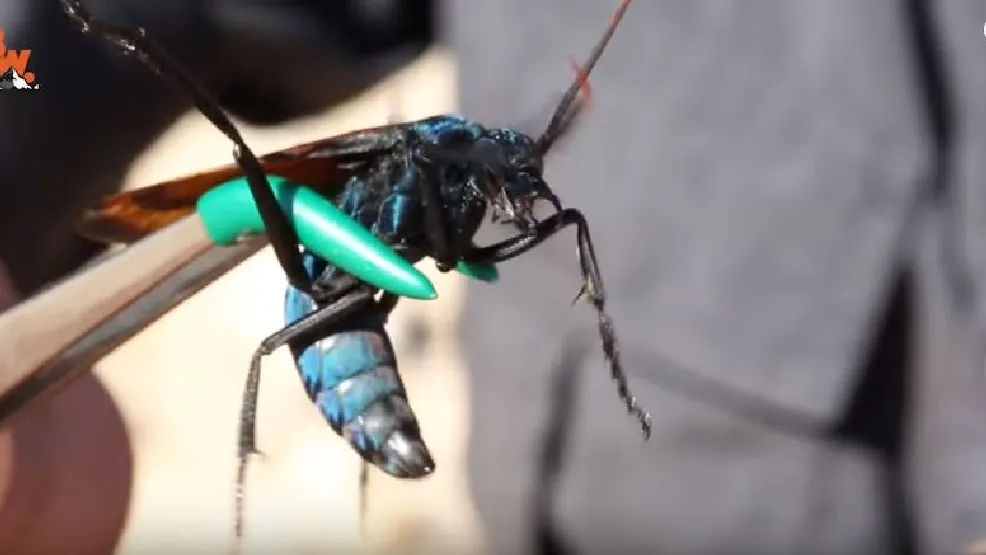 16325 tarantula hawk sting