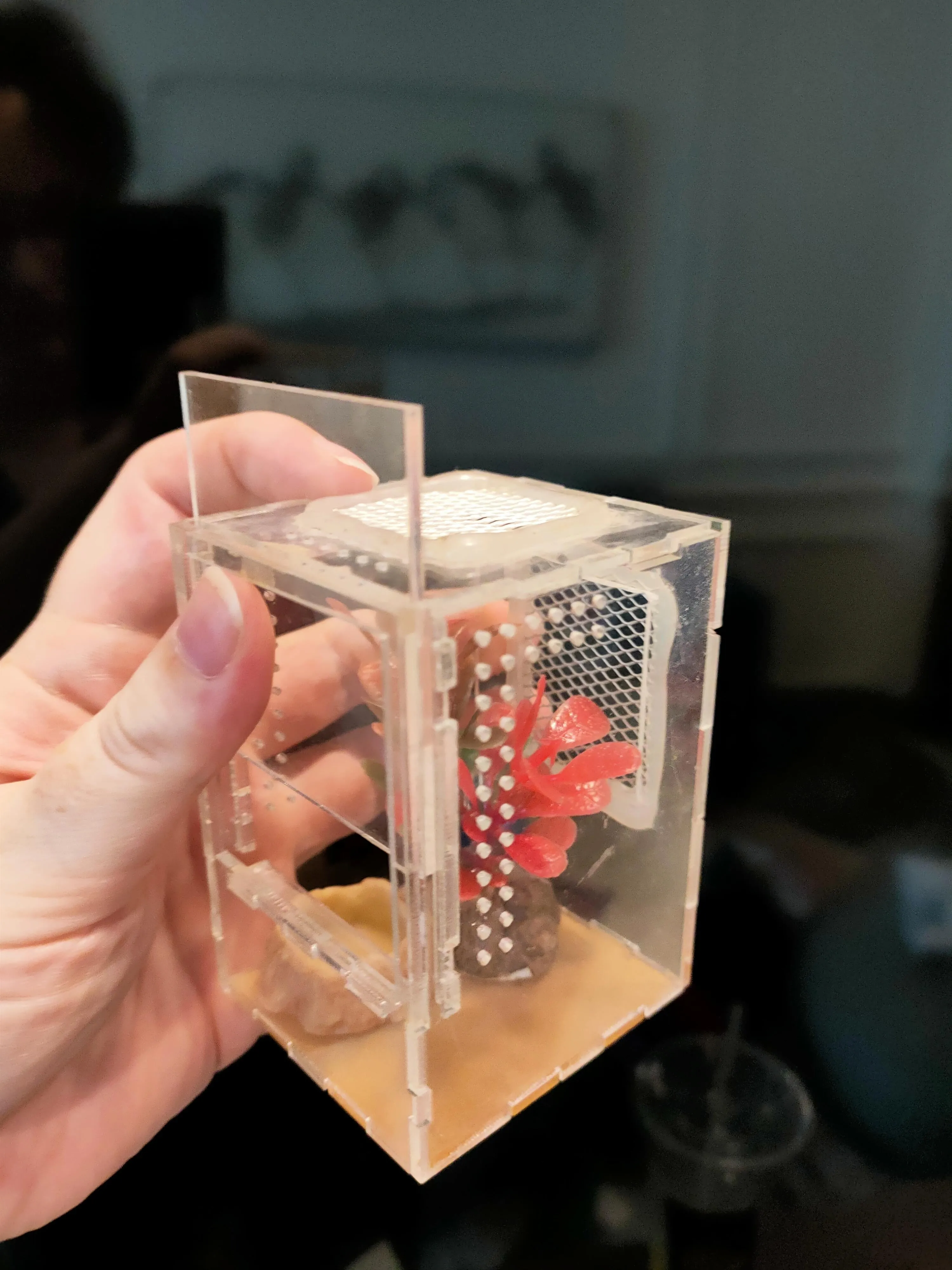 16326 tarantula hiding spot