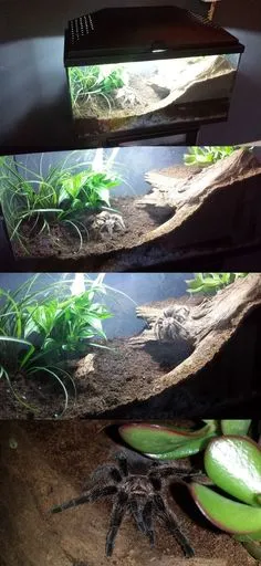 16326 tarantula substrate