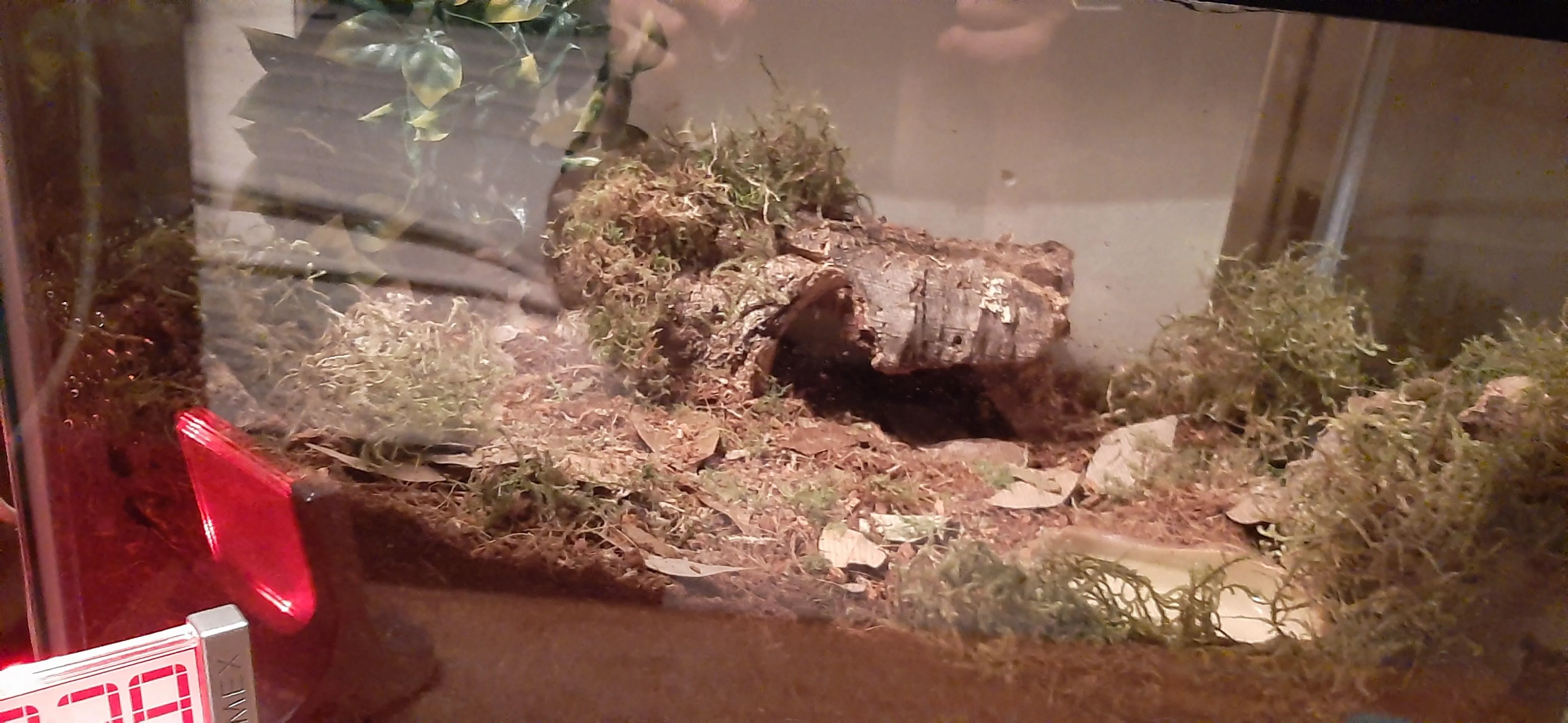 16326 tarantula ventilation