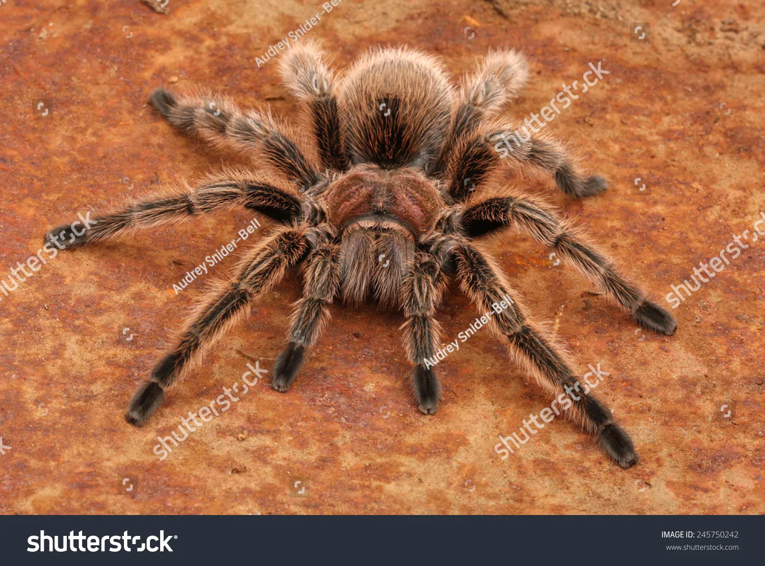 /img/16327-tarantula-feeding.webp