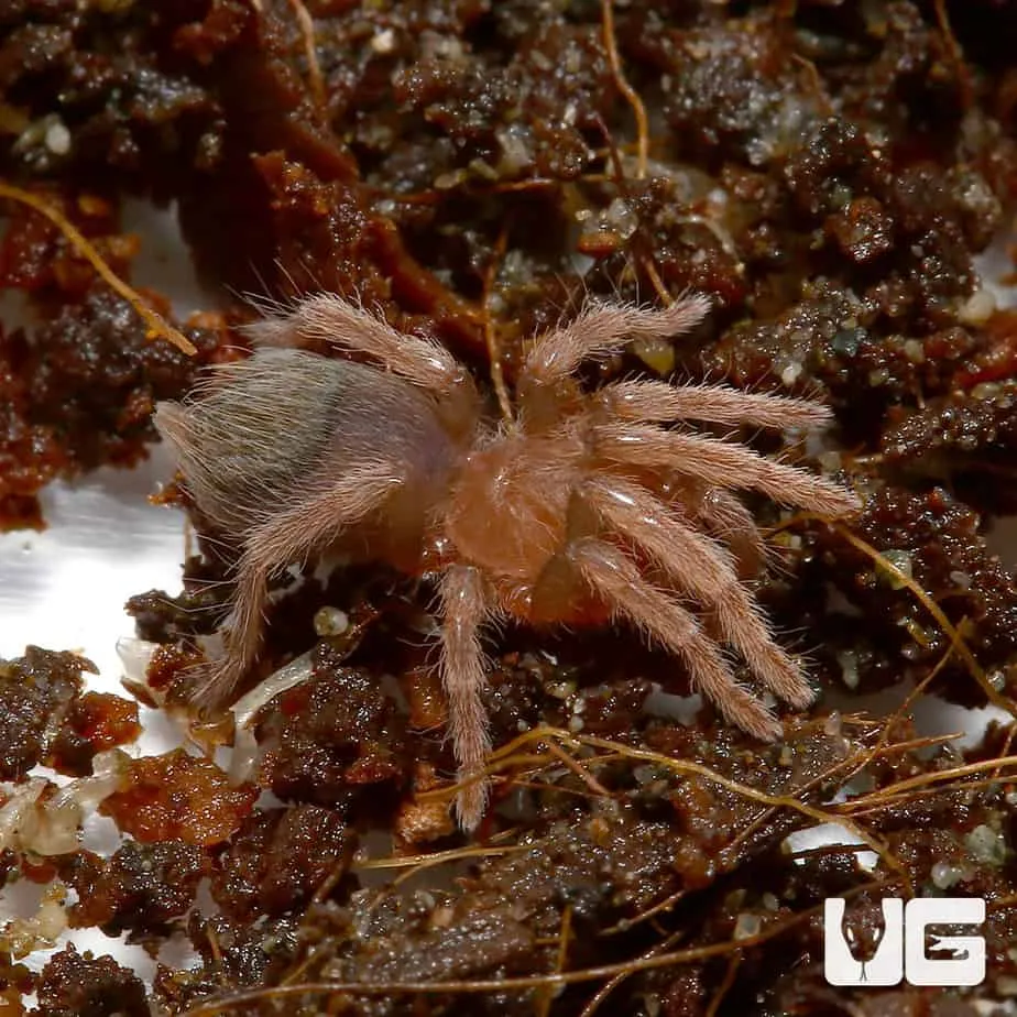 16328 gold banded sunburst enclosure