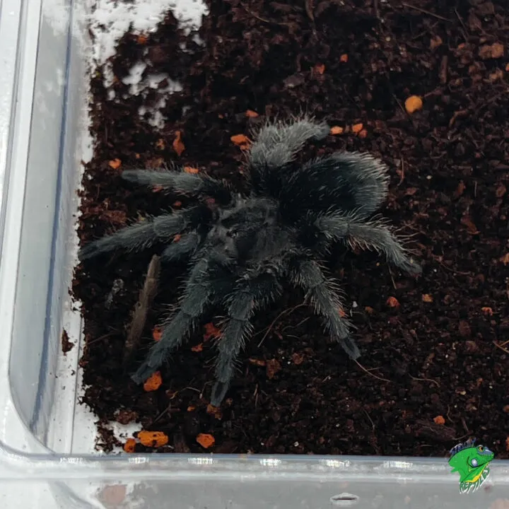 16328 gold banded sunburst handling