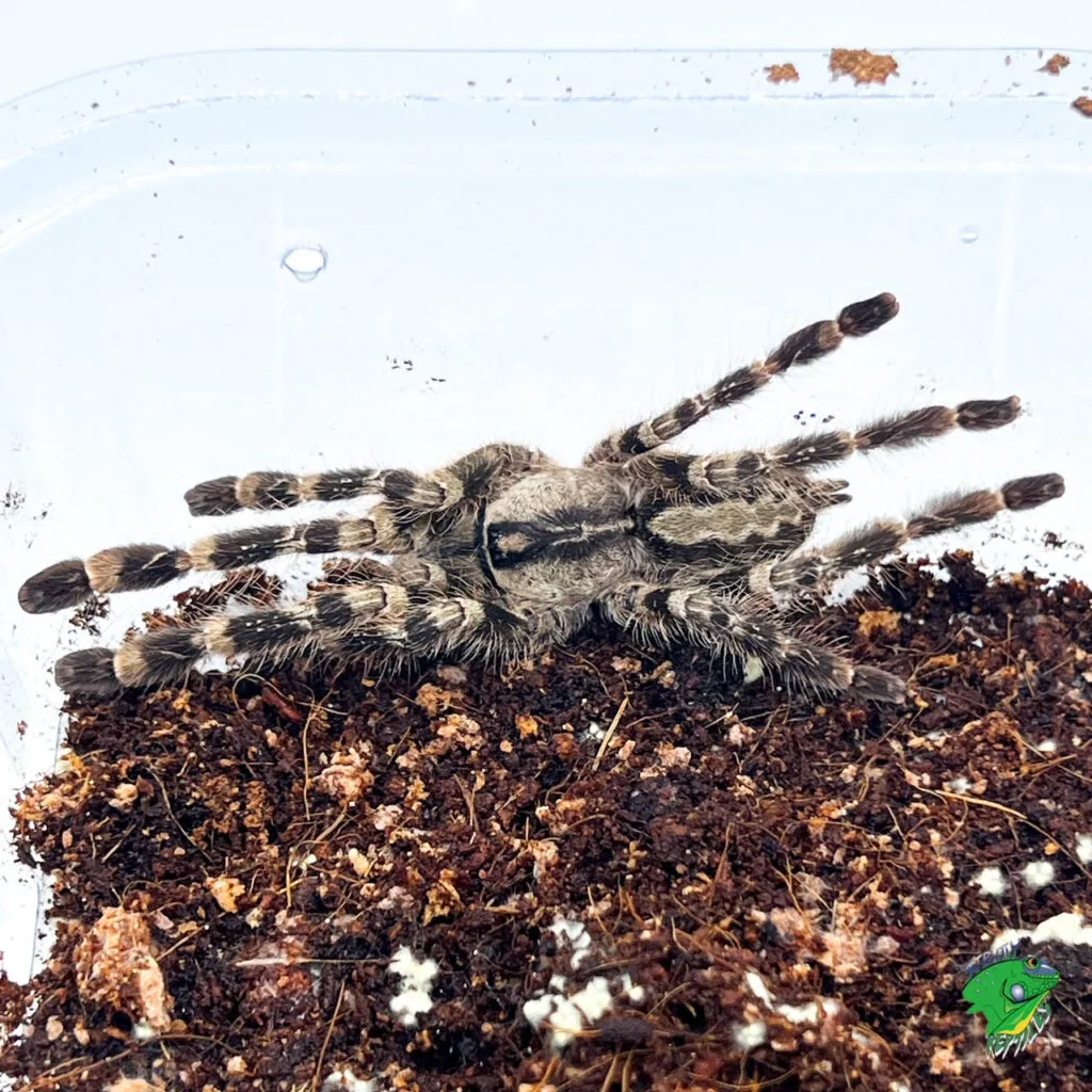 16328 gold banded sunburst substrate