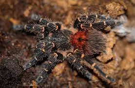 16328 gold banded sunburst tarantula image1